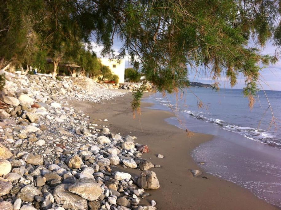 Mini Blue Κερατόκαμπος